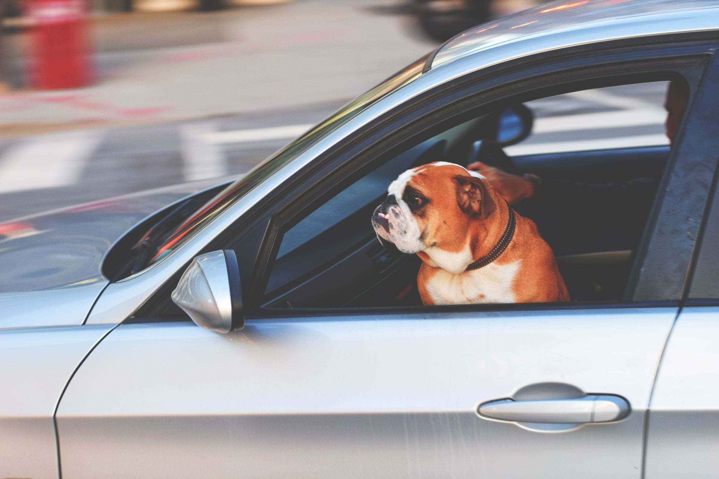 Cachorro no banco de trás de um carro, olhando pela janela durante uma viagem